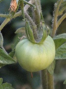 2nd Jan 2012 - At Last!!! It WILL be a tomato!