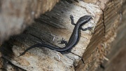 2nd Jan 2012 - Look lizard mum