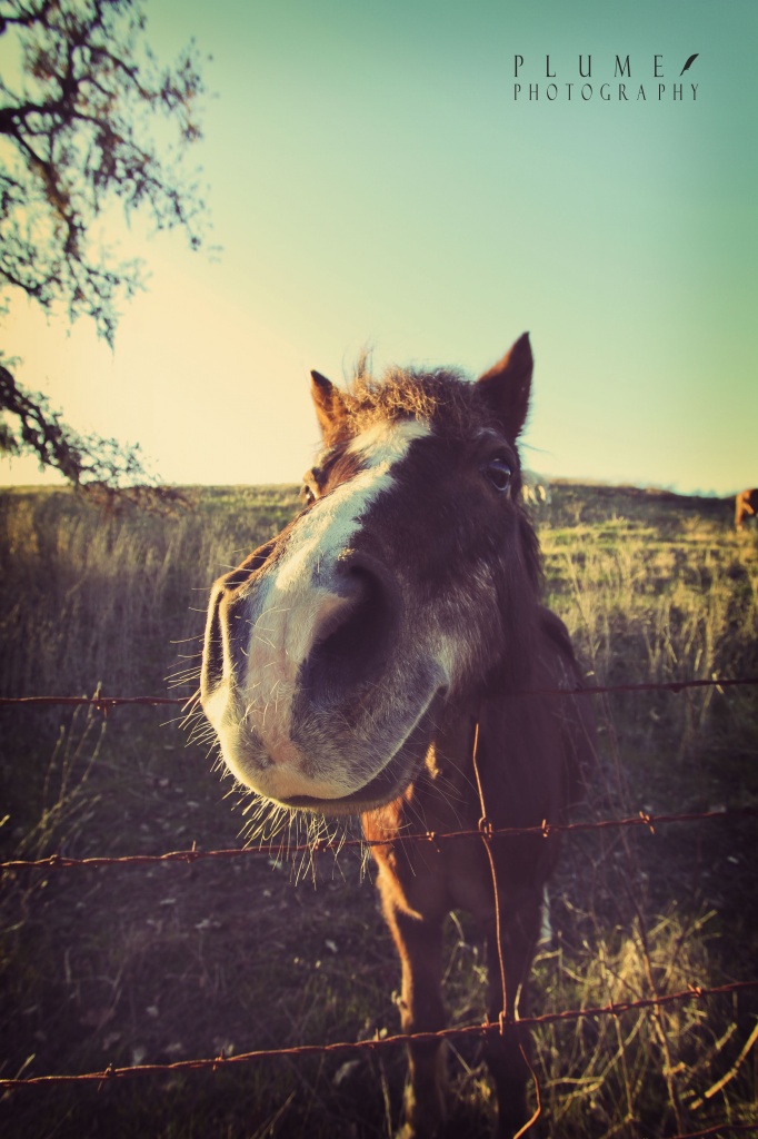 Why the long face! by orangecrush