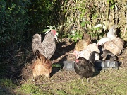 2nd Jan 2012 - Hens