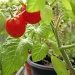 2012 01 02 Tomatoes in Crinum Garden by kwiksilver