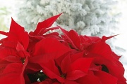 2nd Jan 2012 - The Beauty of Christmas Remains