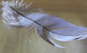 2nd Jan 2012 - Feather