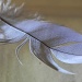 Feather by salza