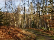 2nd Jan 2012 - A walk in the woods.