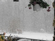 2nd Jan 2012 - Snowy Sunday