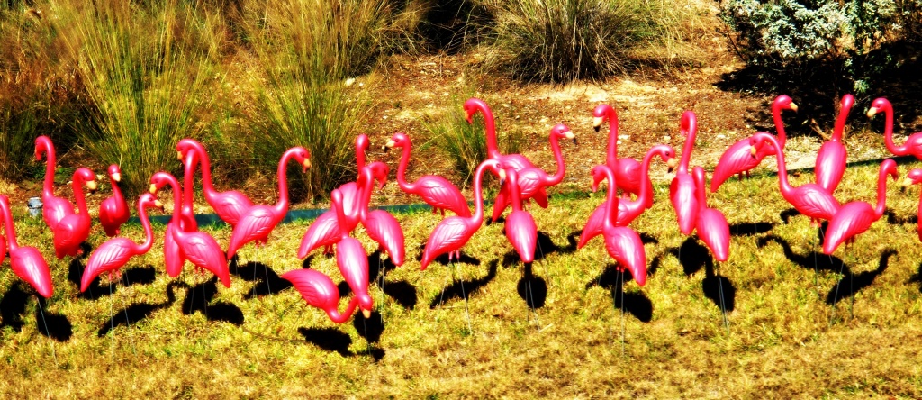 Flamingos by lisaconrad