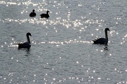 1st Jan 2012 - Sparkling Swans