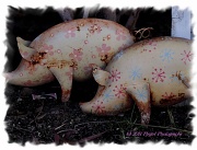 30th Dec 2011 - Two Little Pigs