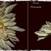 Flower Diptcyh   by harsha