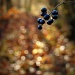 Bokehlicious Berries by judithg