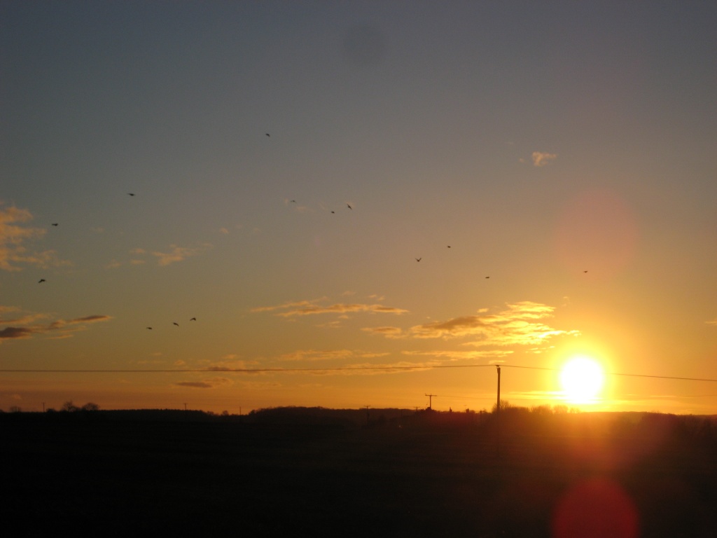 Birds at Sunset (sooc week) by filsie65