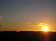 3rd Jan 2012 - Birds at Sunset (sooc week)