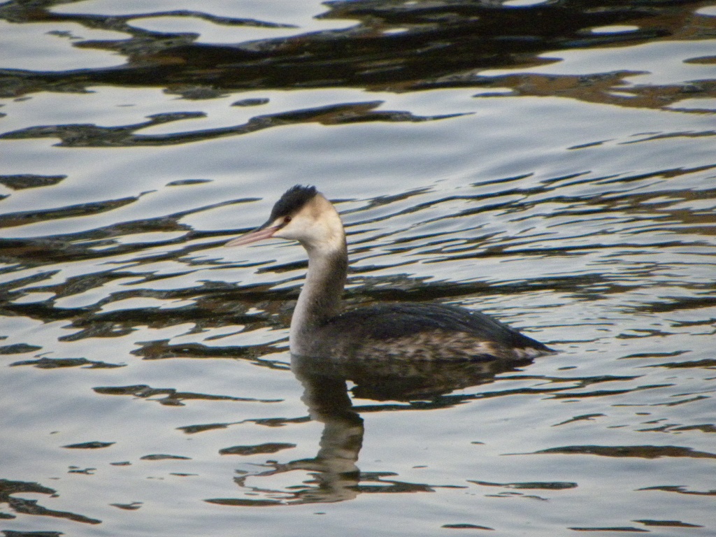 Great Crested Grebe on the Thames at Kingston by oldjosh
