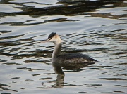 2nd Jan 2012 - Great Crested Grebe on the Thames at Kingston