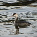 Great Crested Grebe on the Thames at Kingston by oldjosh