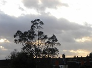 3rd Jan 2012 - View from my window - The Weather Tree