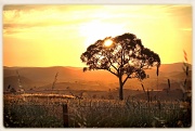 3rd Jan 2012 - Aussie sunset