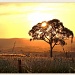 Aussie sunset by ltodd