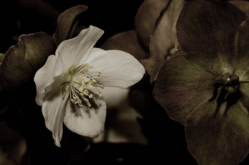 Christmas Rose by lstasel