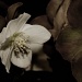 Christmas Rose by lstasel