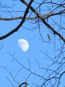 3rd Jan 2012 - Afternoon Moon!