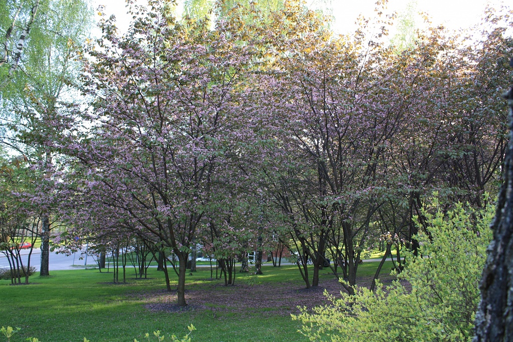 365-Cherry trees in bloom IMG_3097 by annelis