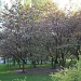 365-Cherry trees in bloom IMG_3097 by annelis