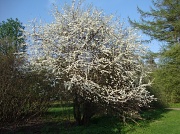 18th May 2010 - 365-Prunus spinosa DSC02660