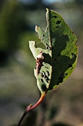 3rd Jan 2012 - leaf