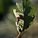 leaf by corymbia