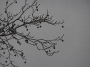 3rd Jan 2012 - Decorated Tree Branch
