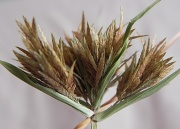 4th Jan 2012 - Wild Grass Seed