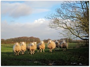 4th Jan 2012 - Tame sheep. 