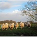 Tame sheep.  by happypat