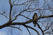 4th Jan 2012 - Young eagle
