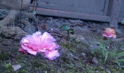 4th Jan 2012 - Little Lost Blooms