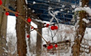 4th Jan 2012 - Winterberry