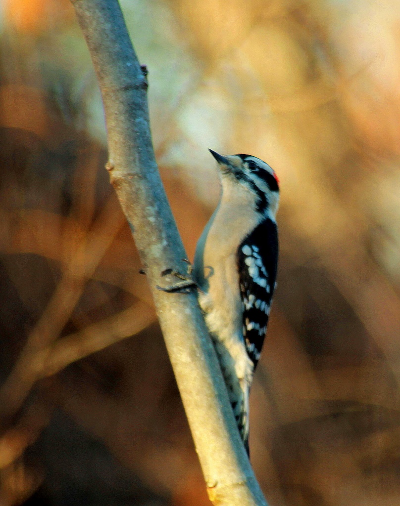Male Downy Woodpecker by vernabeth