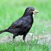 blackbird by blightygal