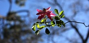 4th Jan 2012 - Every flower is a soul blossoming in nature - Gerard De Nerval 