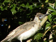 3rd Jan 2012 - Little Friarbird