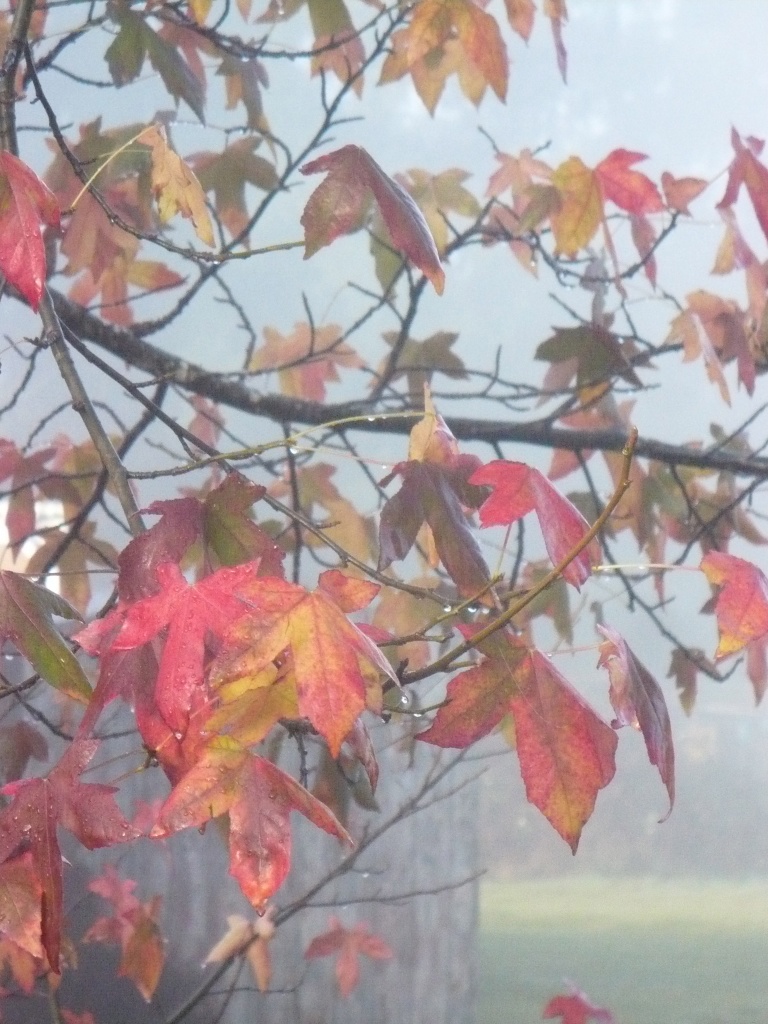 Maple Fog by pandorasecho