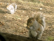 5th Jan 2012 - Synchronized Squirrels 