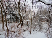 5th Jan 2012 - Winter Woods