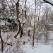 Winter Woods by yentlski