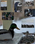 5th Jan 2012 - Duck lady