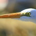 Great Egret by kerristephens