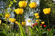 19th May 2010 - A forest of tulips