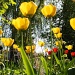 A forest of tulips by lily